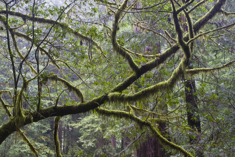 Moss Covered Tree Branches